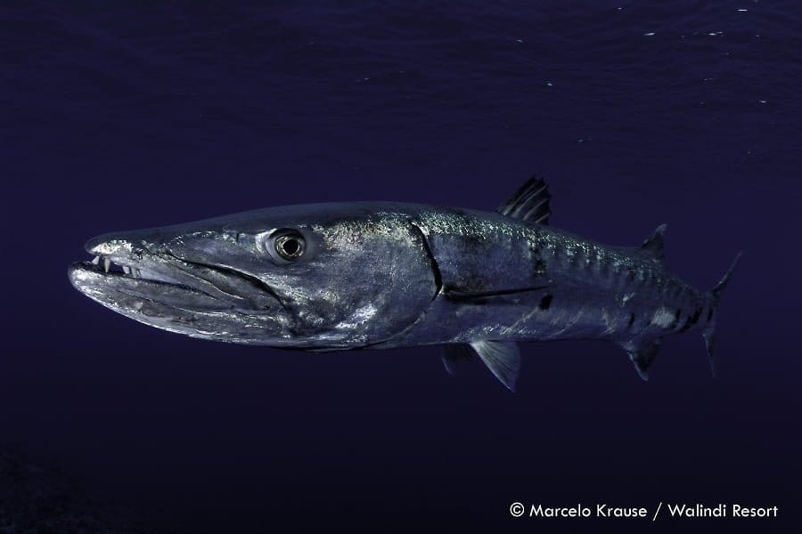 Barracuda